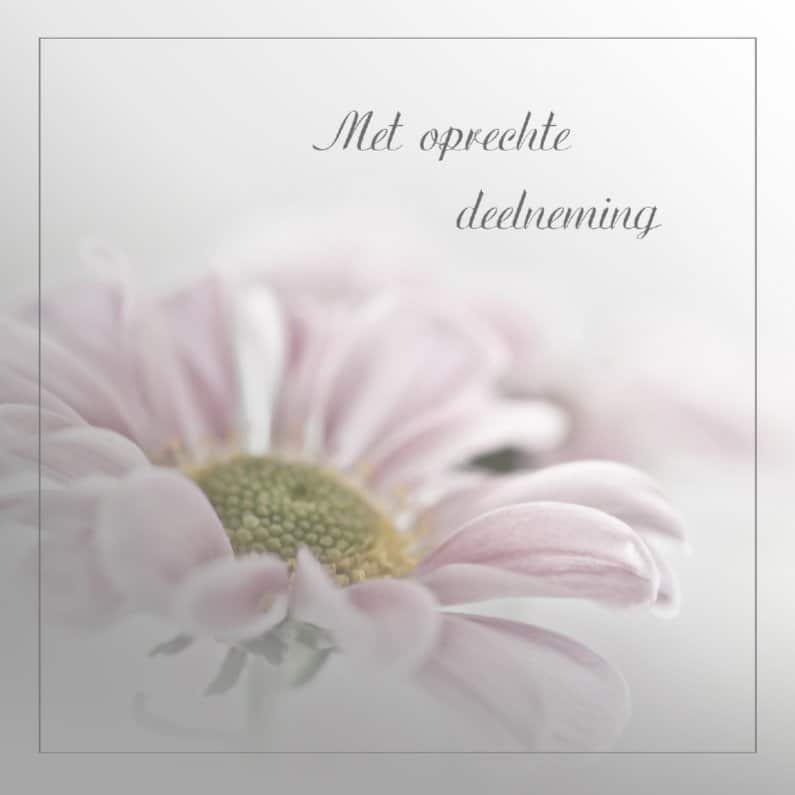 condoleance-met-roze-chrysant Condoleance kaart